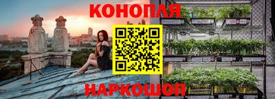 сатива Кингисепп